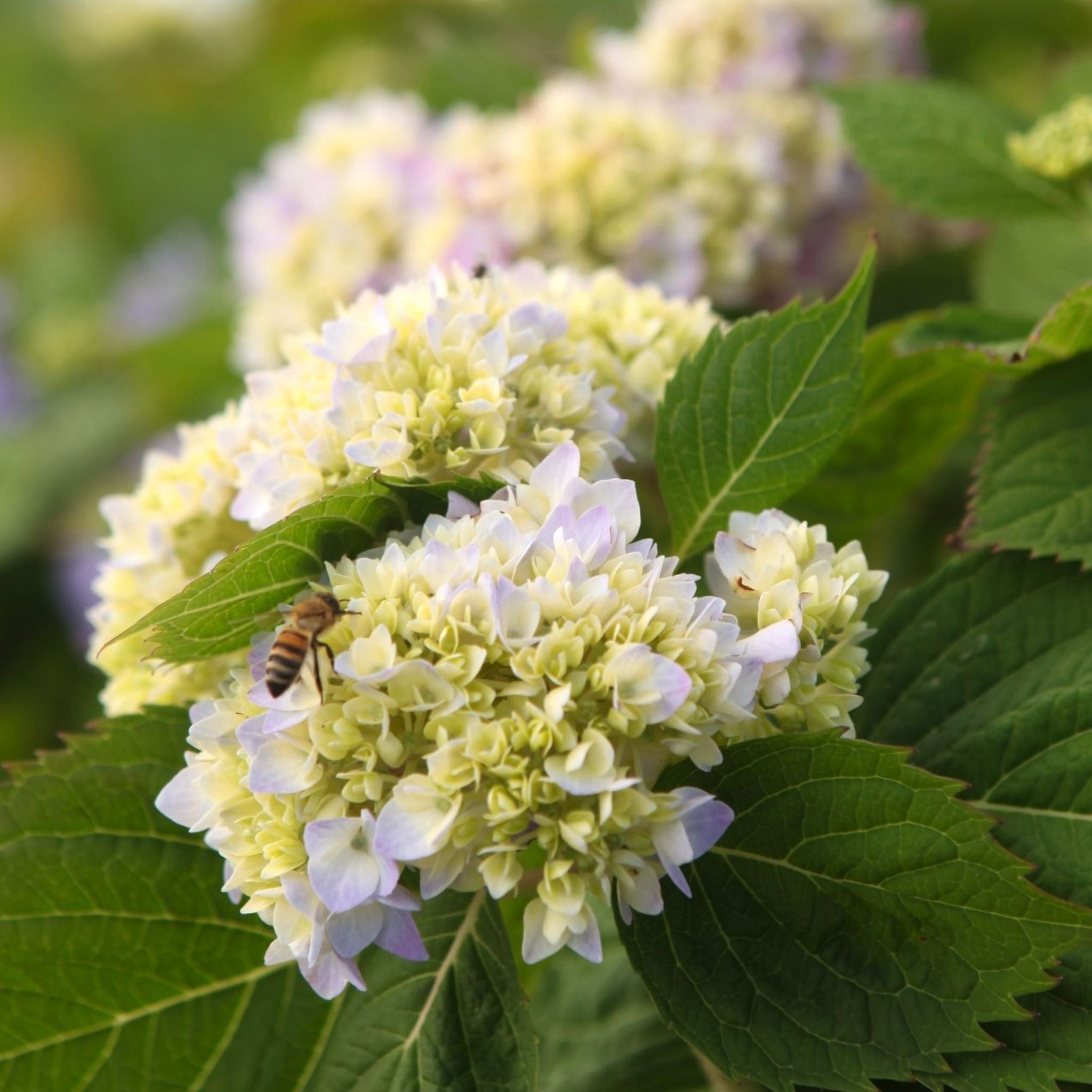 Close-up of Hydrangea Endless Summer® THE ORIGINAL Blue flower heads opening in pale blue and creamy green tones with a bee on the bloom.