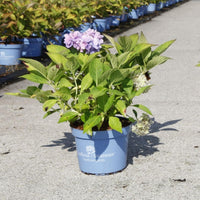 Hydrangea Endless Summer® THE ORIGINAL Blue growing in a blue nursery pot with pale blue flowers and green foliage.