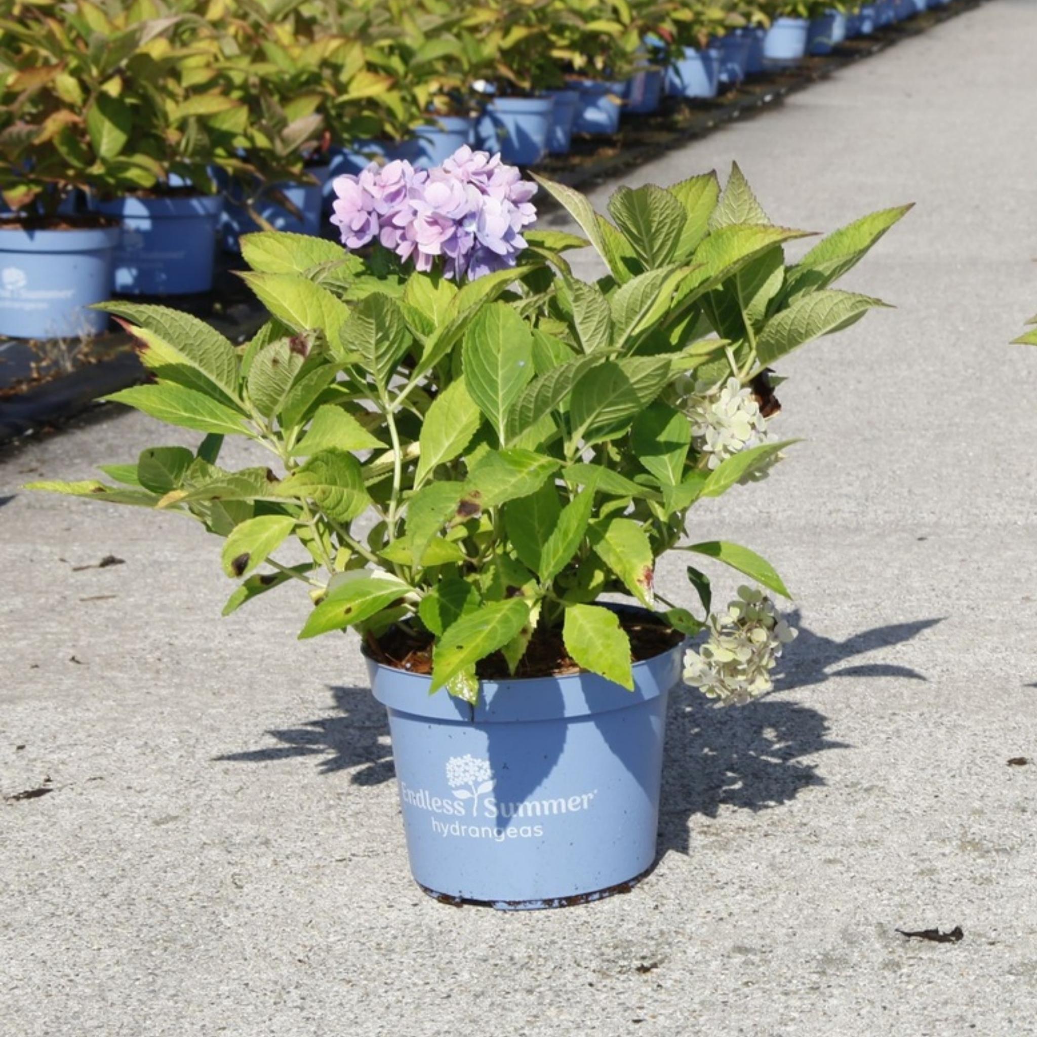 Hydrangea Endless Summer® THE ORIGINAL Blue growing in a blue nursery pot with pale blue flowers and green foliage.