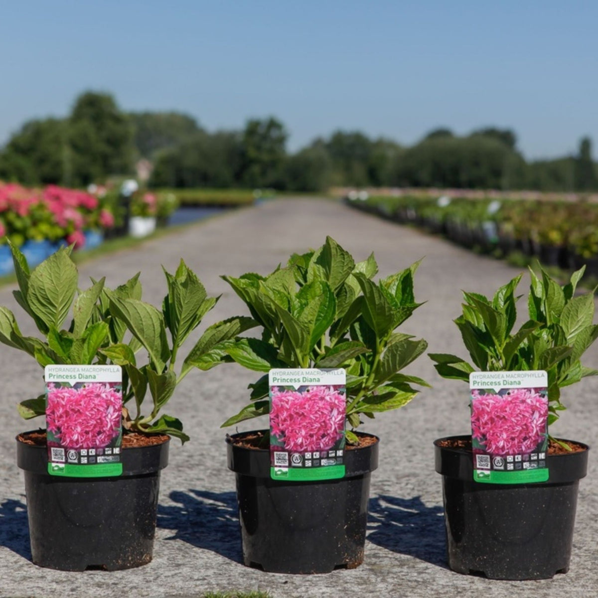 Three Hydrangea macrophylla ‘Princess Diana’ plants in black nursery pots with plant labels.