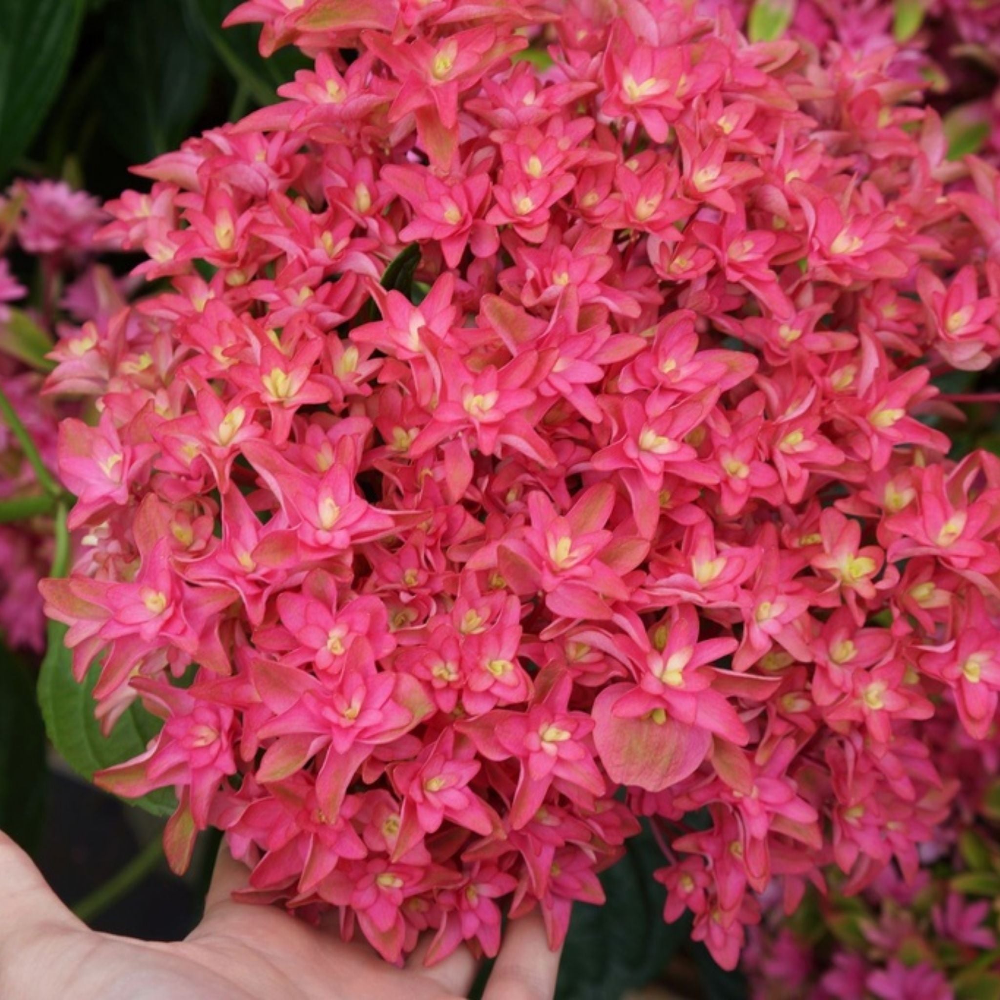 Close-up of Hydrangea ‘Princess Diana’ showing bright pink star-shaped flowers in a rounded flower head.