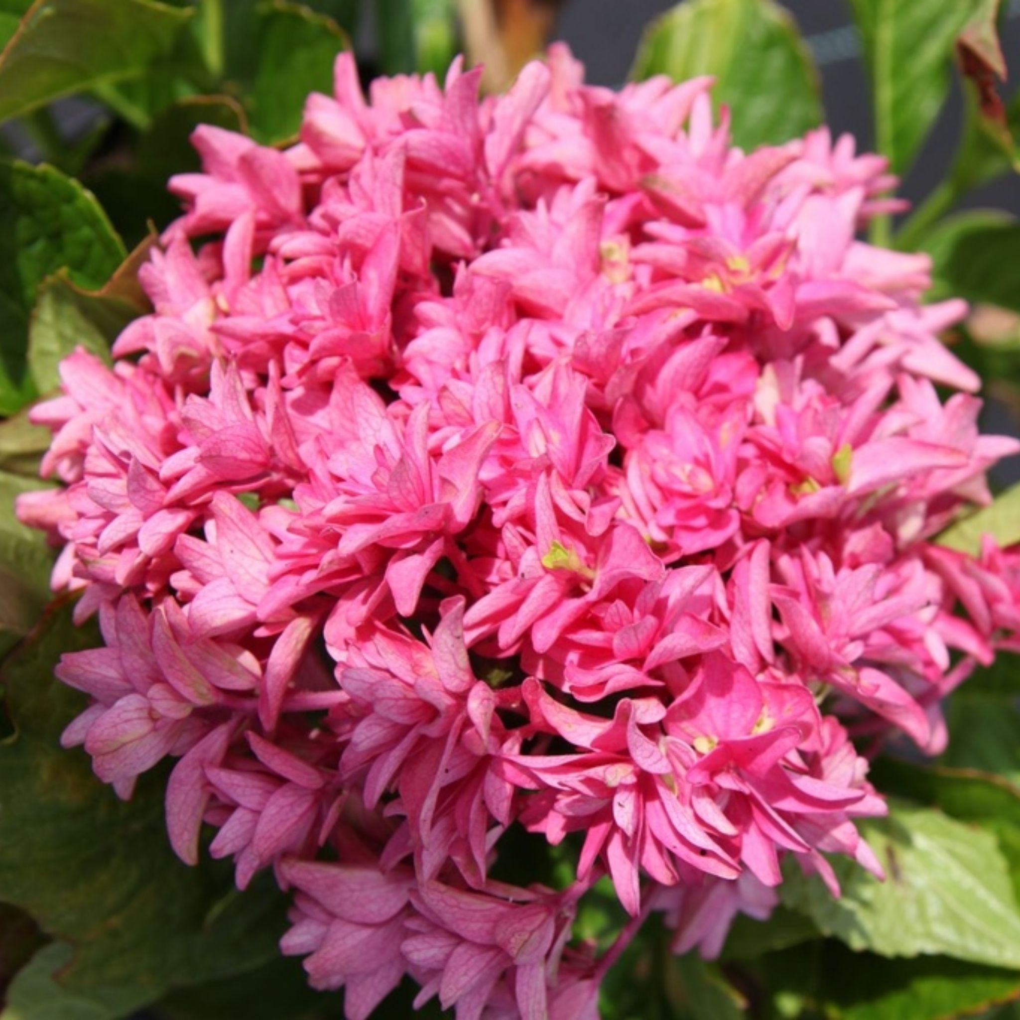 Close-up of Hydrangea macrophylla ‘Princess Diana’ with clusters of vivid pink star-shaped blooms and green foliage.