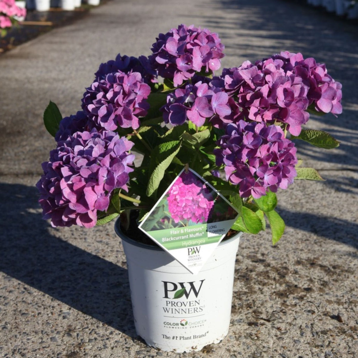 Hydrangea macrophylla Flair & Flavours® Blackcurrant Muffin®