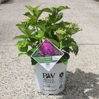Hydrangea macrophylla Flair & Flavours® Blackcurrant Muffin®