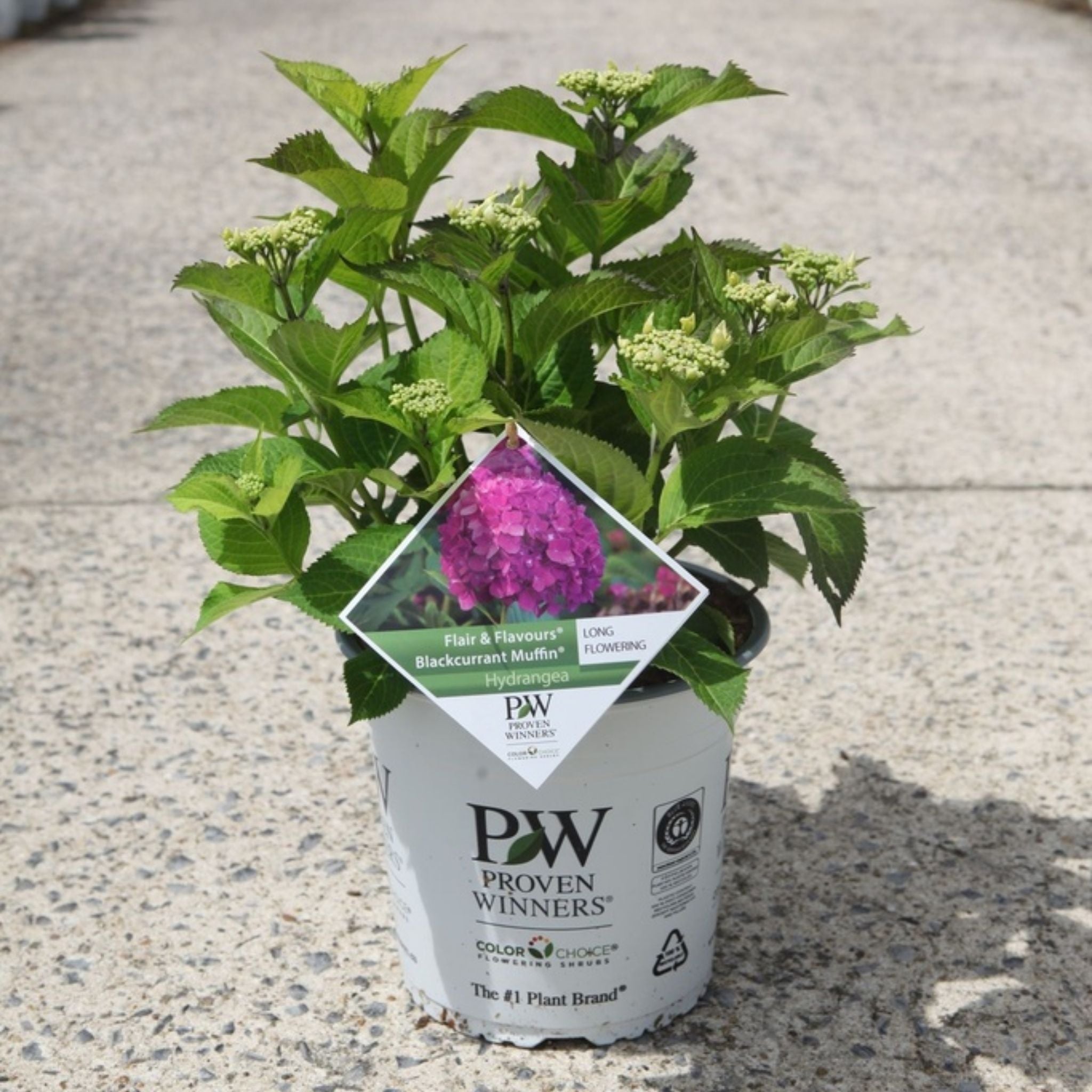 Hydrangea macrophylla Flair & Flavours® Blackcurrant Muffin®