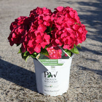 Hydrangea Raspberry Lemonade® in a Proven Winners pot with bright raspberry-red mophead flowers.