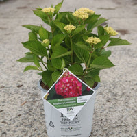 Hydrangea Raspberry Lemonade® in a nursery pot with green foliage, developing buds and plant label.