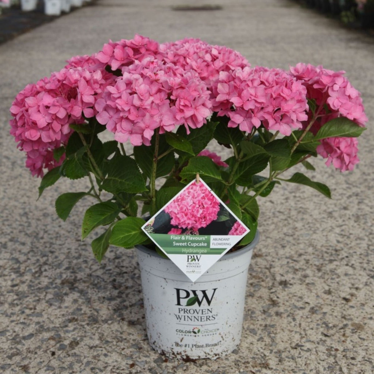 Hydrangea macrophylla Proven Winners® Flair & Flavours® Sweet Cupcake