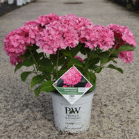 Hydrangea macrophylla Proven Winners® Flair & Flavours® Sweet Cupcake