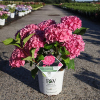 Hydrangea macrophylla Proven Winners® Flair & Flavours® Sweet Cupcake