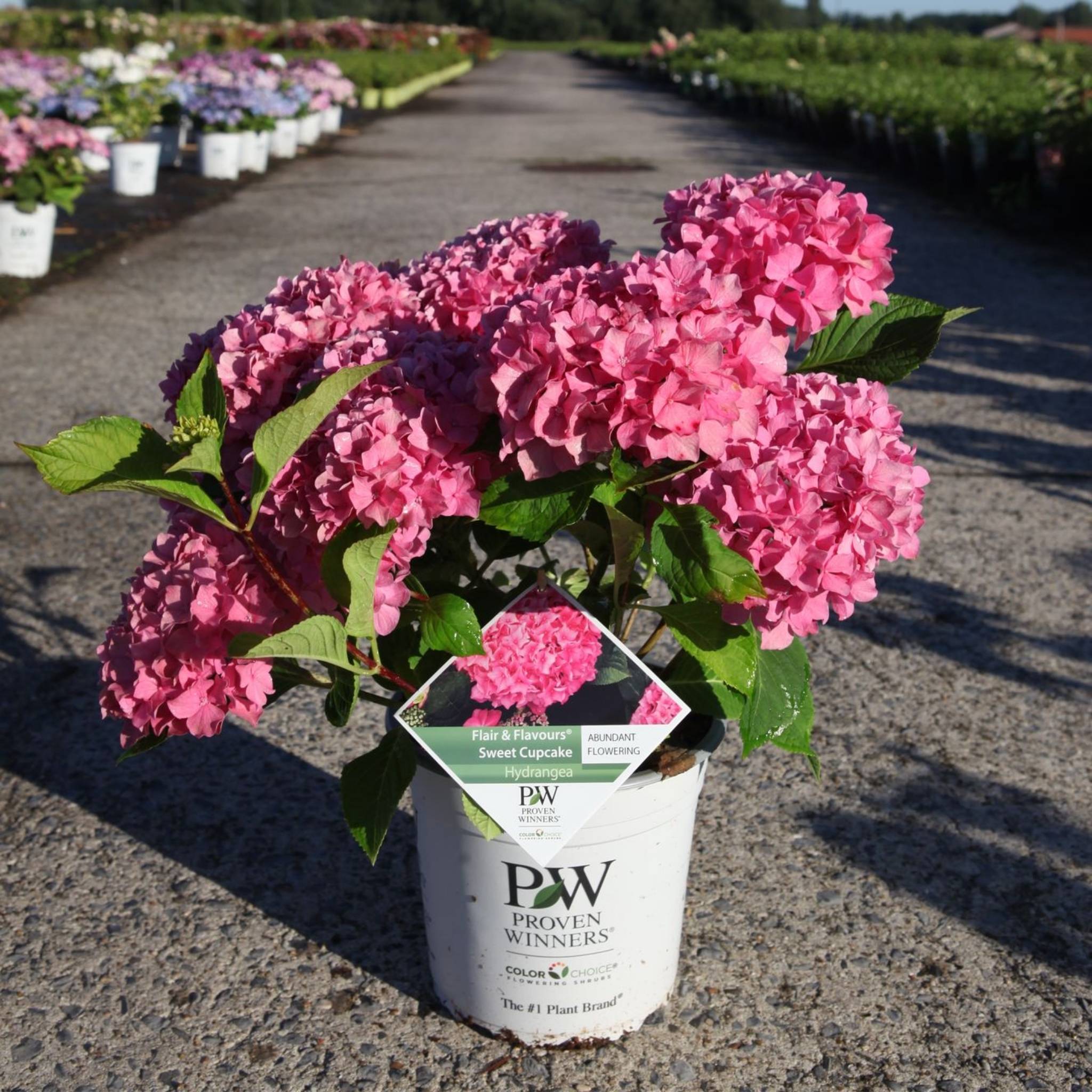 Hydrangea macrophylla Proven Winners® Flair & Flavours® Sweet Cupcake
