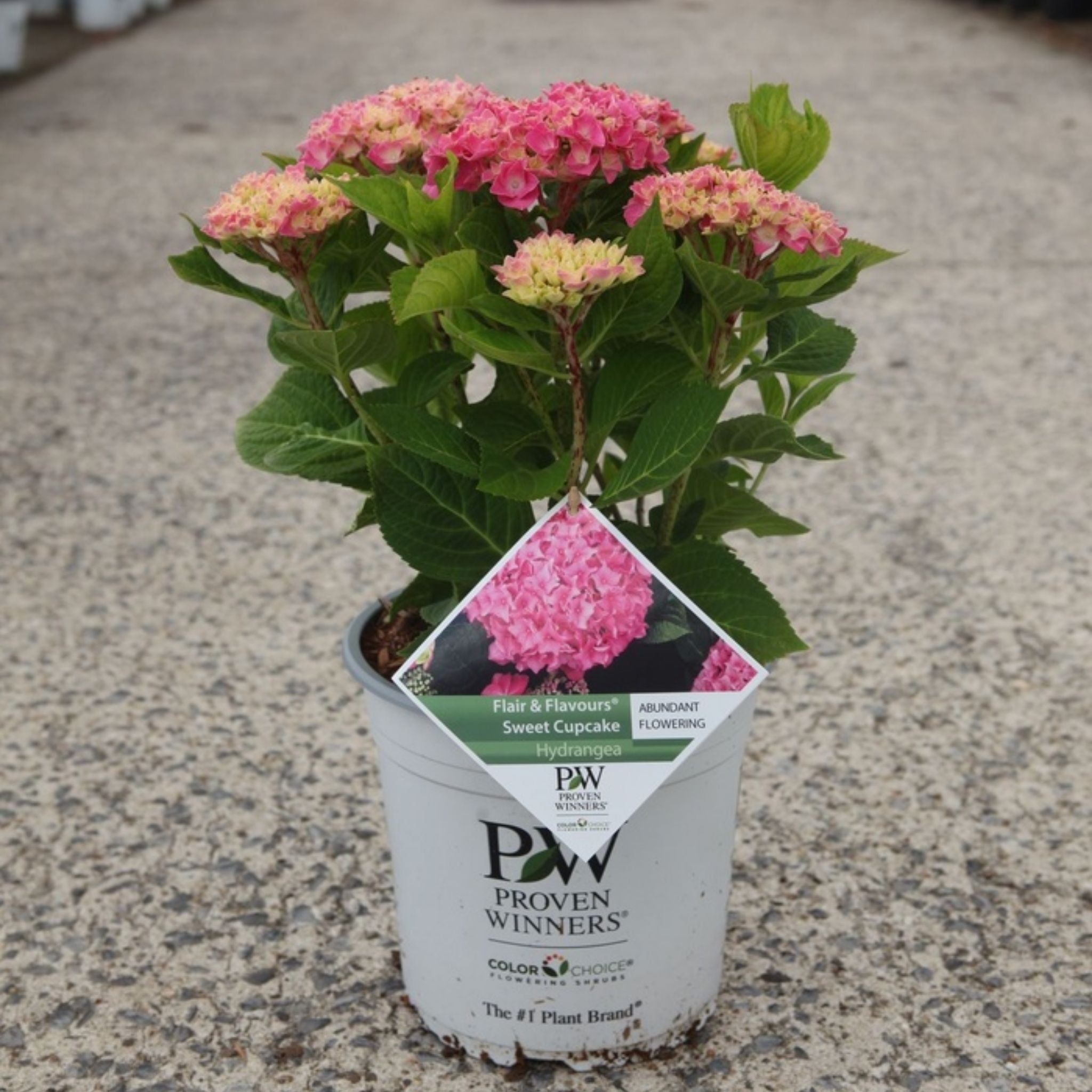 Hydrangea macrophylla Proven Winners® Flair & Flavours® Sweet Cupcake