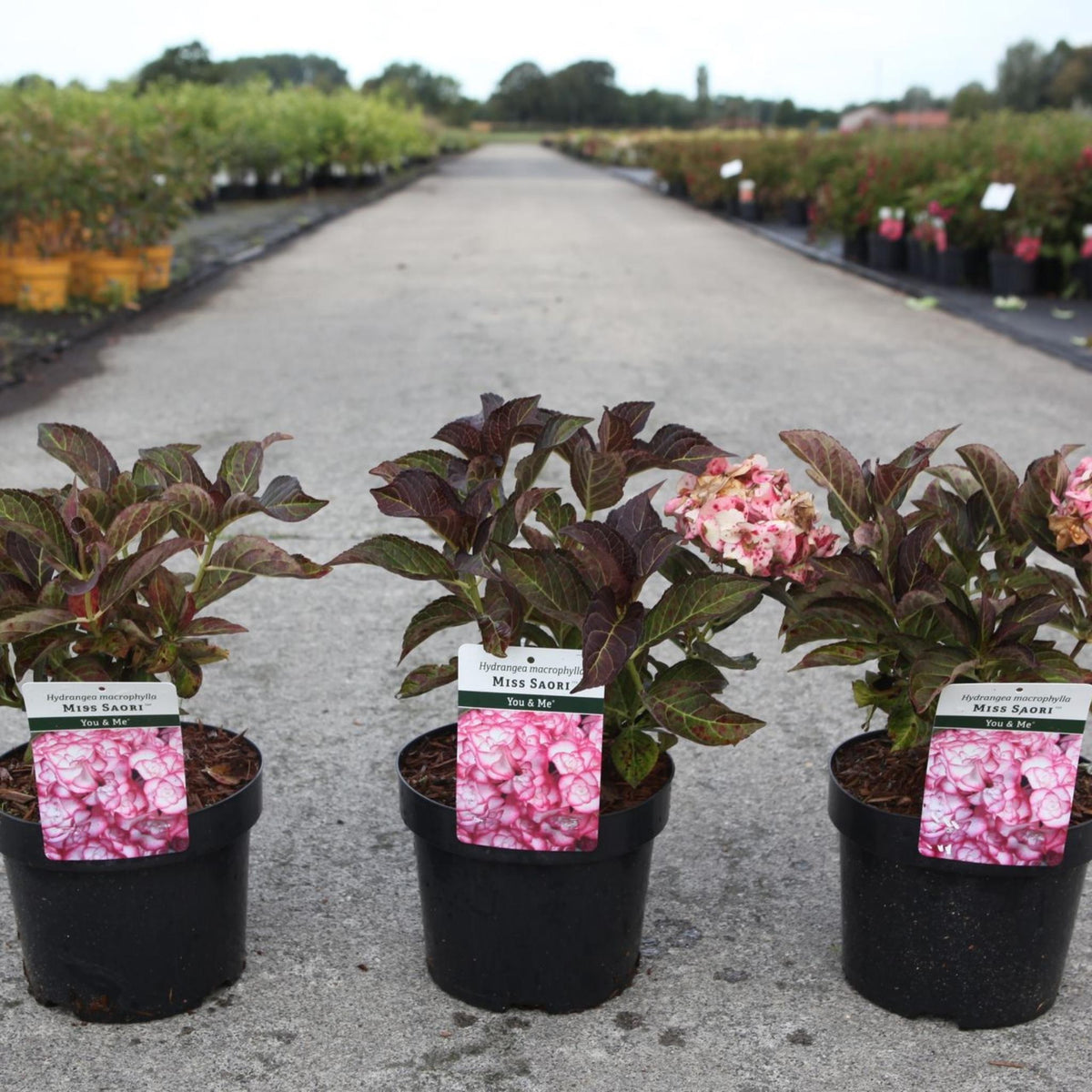 Three Hydrangea Miss Saori plants in black nursery pots with dark green foliage and plant labels.