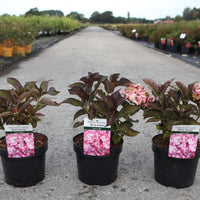 Three Hydrangea Miss Saori plants in black nursery pots with dark green foliage and plant labels.