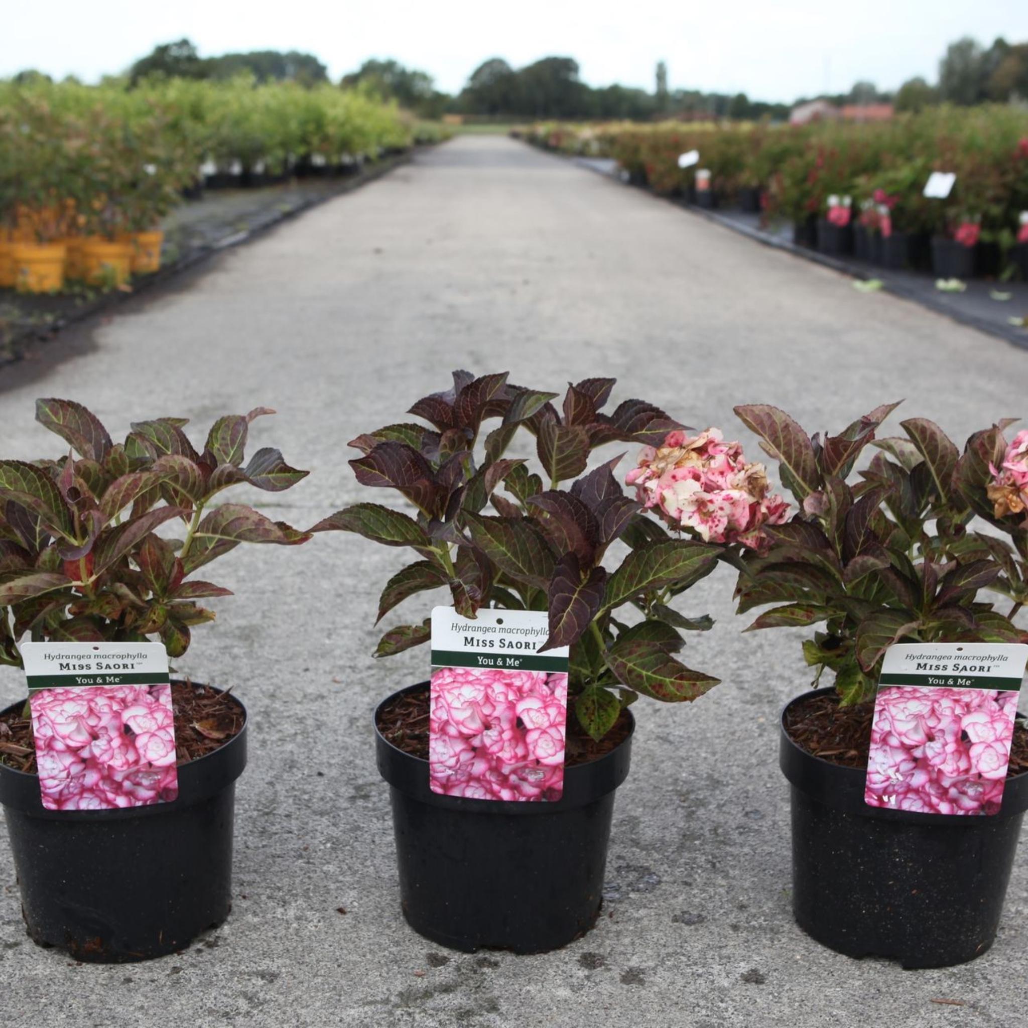 Three Hydrangea Miss Saori plants in black nursery pots with dark green foliage and plant labels.