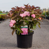 Hydrangea Miss Saori in a black nursery pot with double white flowers edged in rose pink.