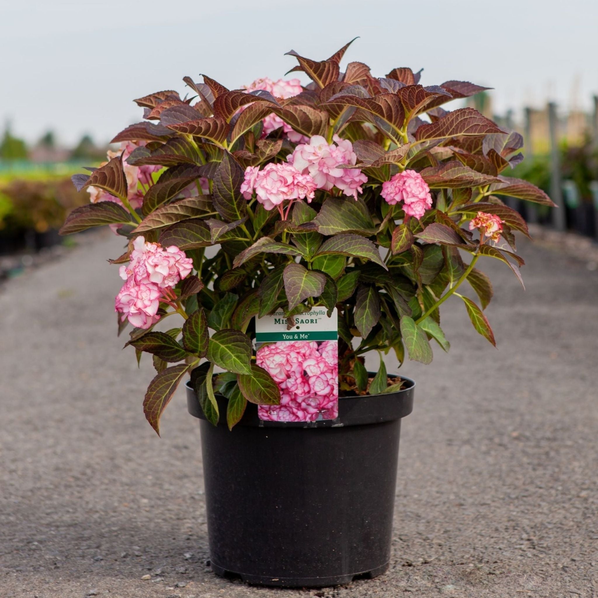 Hydrangea Miss Saori in a black nursery pot with double white flowers edged in rose pink.