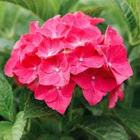 Close-up of Hydrangea macrophylla ‘Alpengluehen’ with rich pink-red mophead flowers and green foliage.