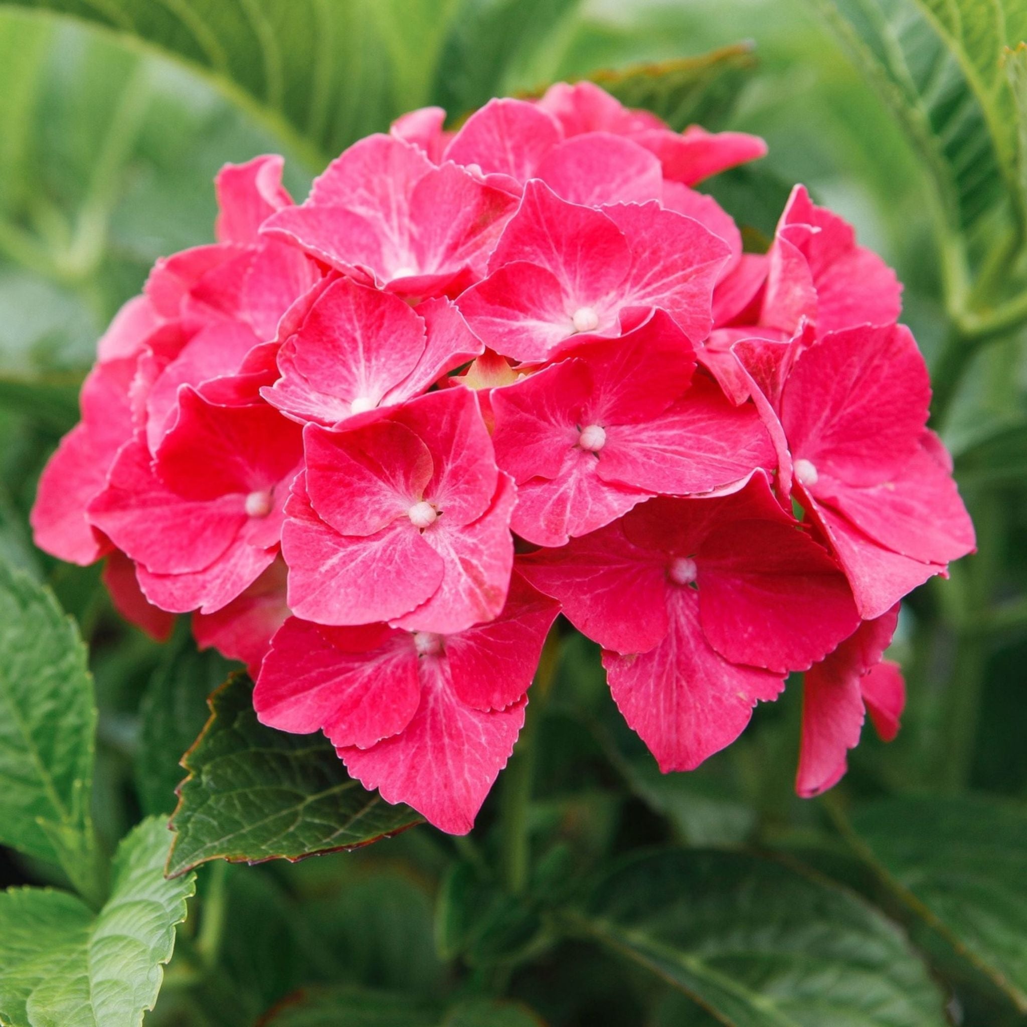 Close-up of Hydrangea macrophylla ‘Alpengluehen’ with rich pink-red mophead flowers and green foliage.