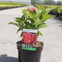 Hydrangea macrophylla ‘Alpengluehen’ growing in a nursery pot with green foliage and plant label.