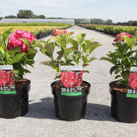 Three Hydrangea macrophylla ‘Alpengluehen’ plants in nursery pots with pink flower heads and green foliage.