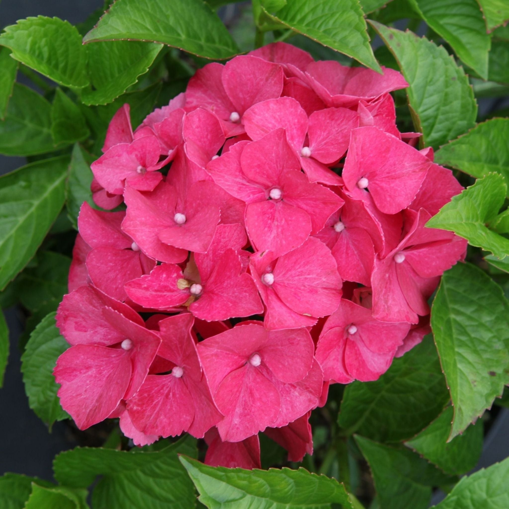Close-up of Hydrangea macrophylla ‘Alpengluehen’ showing a rounded pink mophead flower surrounded by green leaves.