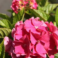 Hydrangea macrophylla ‘Alpengluehen’ with deep pink summer flowers blooming above glossy green foliage.