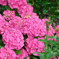 Masses of pink Hydrangea macrophylla ‘Alpengluehen’ mophead flowers blooming in a garden border.