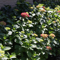 Hydrangea macrophylla ‘Alpengluehen’ shrubs in a garden border with green foliage and pink flower heads opening.