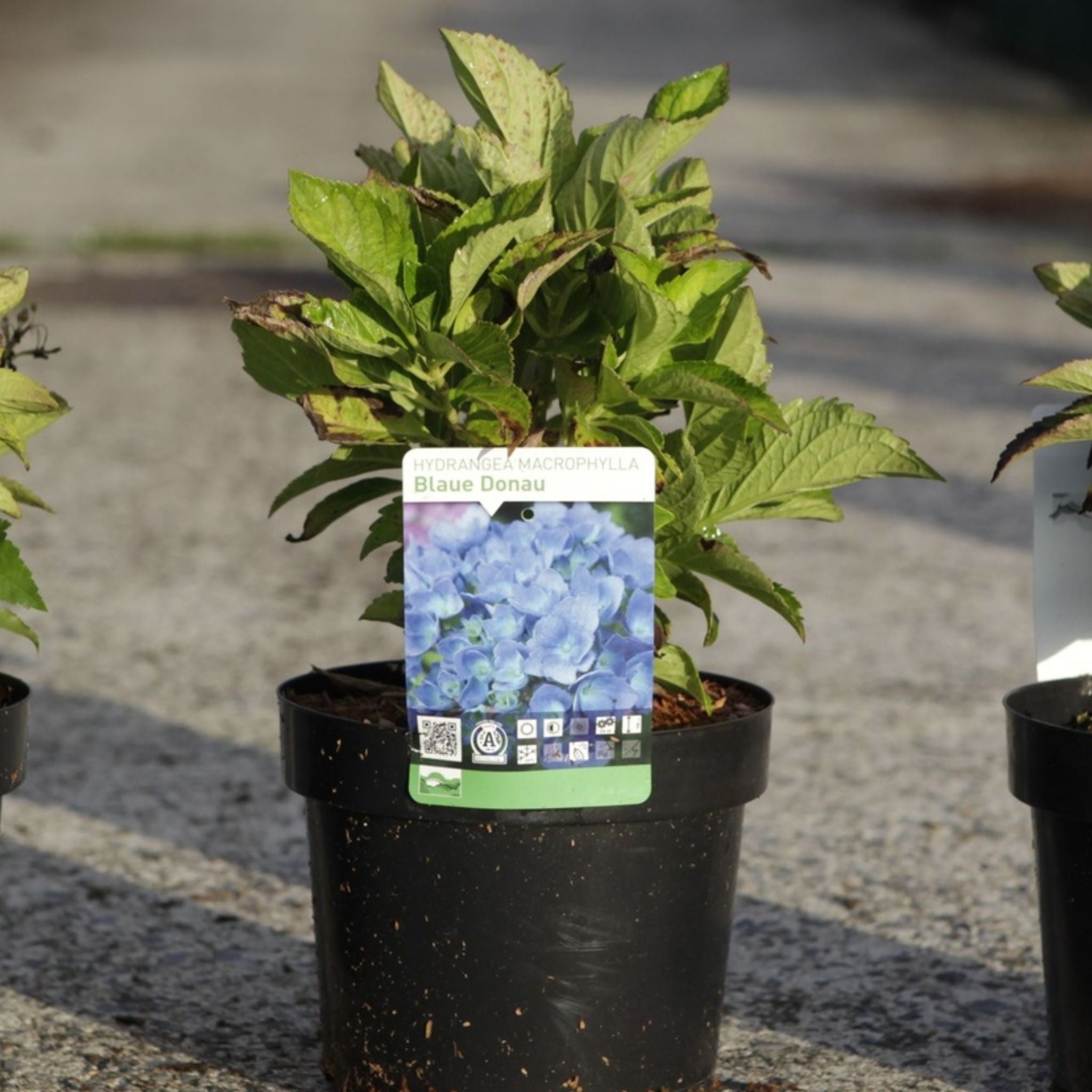Hydrangea macrophylla ‘Blue Danube’ growing in a nursery pot with green foliage and a Blaue Donau plant label.