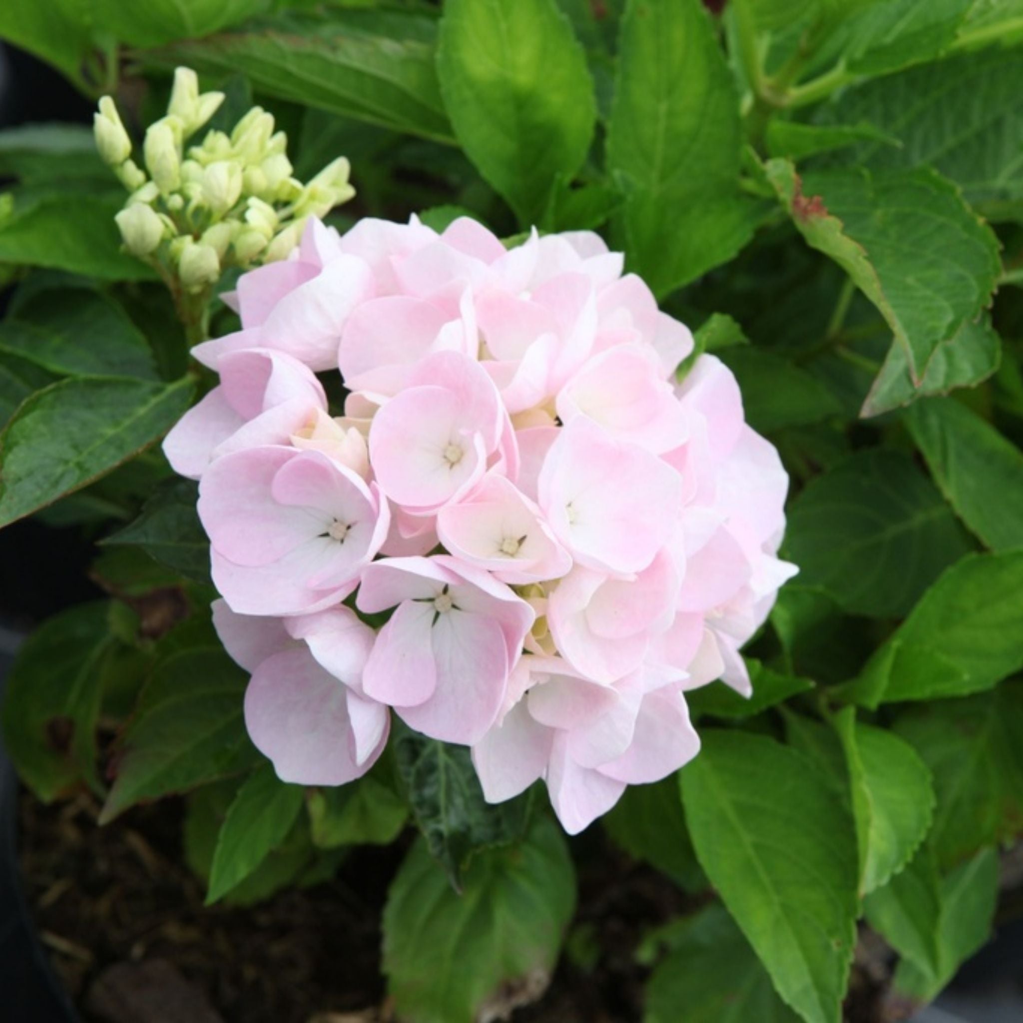 Close-up of Hydrangea macrophylla ‘Blue Danube’ with soft pale pink mophead flowers and green foliage.