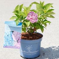 Hydrangea Endless Summer® The Original Pink in a blue nursery pot with plant label and pale pink flower head.