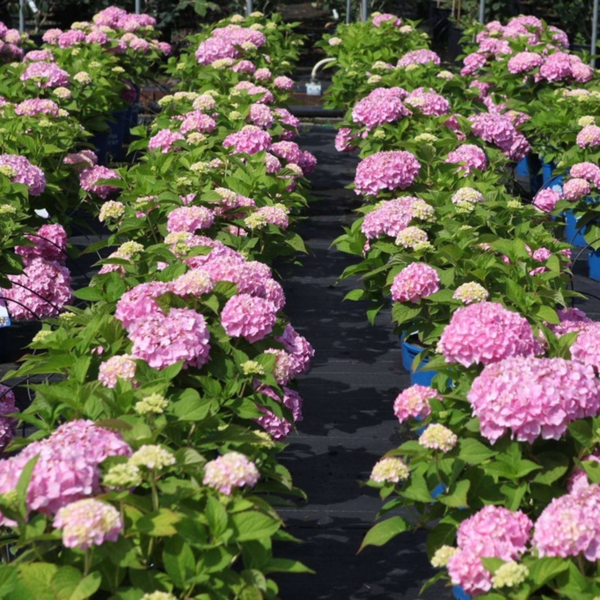 Rows of Hydrangea Endless Summer® The Original Pink plants in bloom with pink mophead flowers in a nursery.