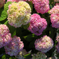 Close-up of Hydrangea Endless Summer® The Original Pink showing flower heads in soft pink and creamy blush tones.