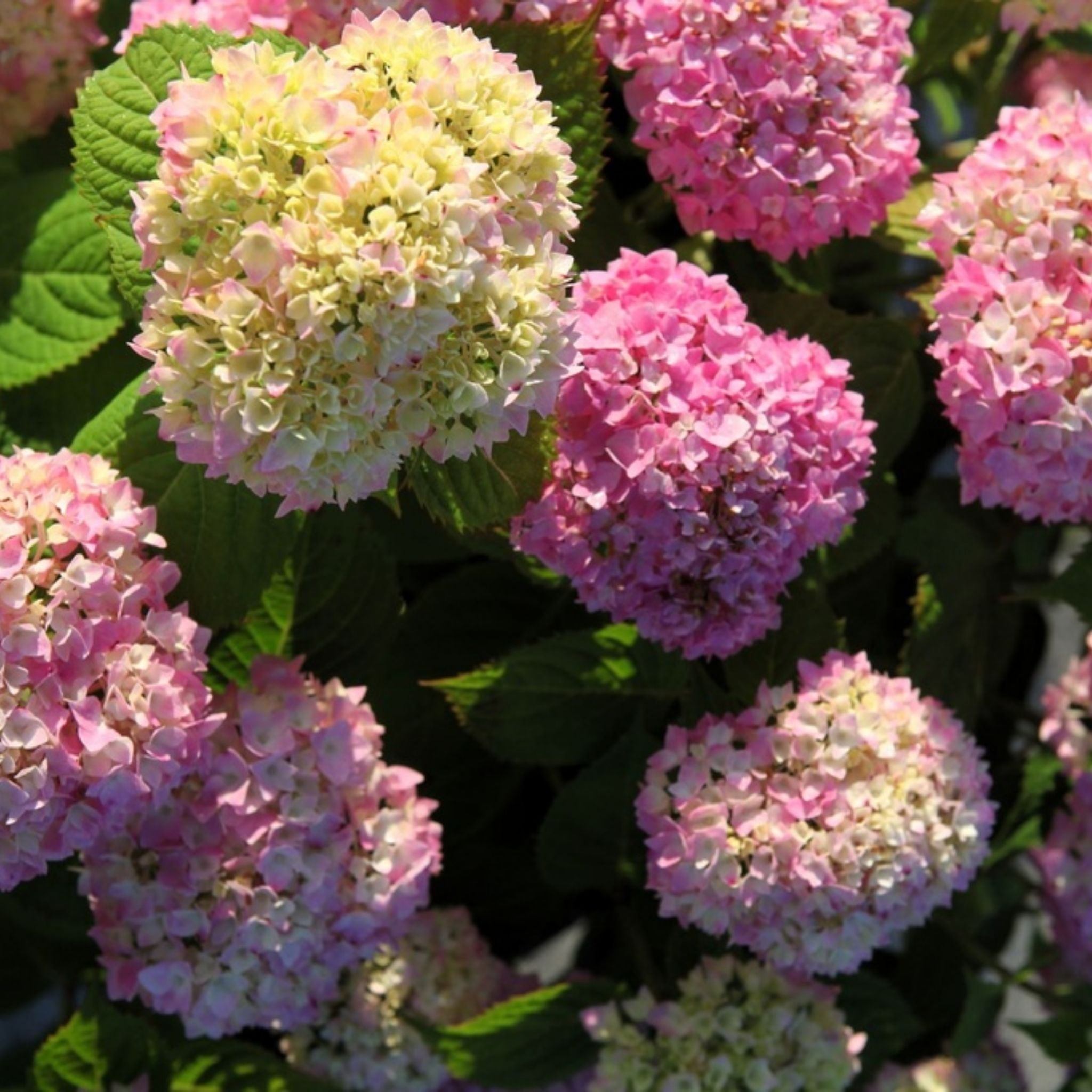 Close-up of Hydrangea Endless Summer® The Original Pink showing flower heads in soft pink and creamy blush tones.