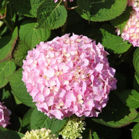 Close-up of a rounded pink flower head of Hydrangea Endless Summer® The Original Pink among green foliage.