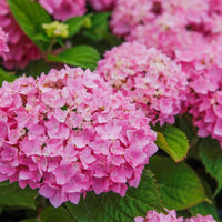 Cluster of bright pink mophead flowers on Hydrangea Endless Summer® The Original Pink in flower.