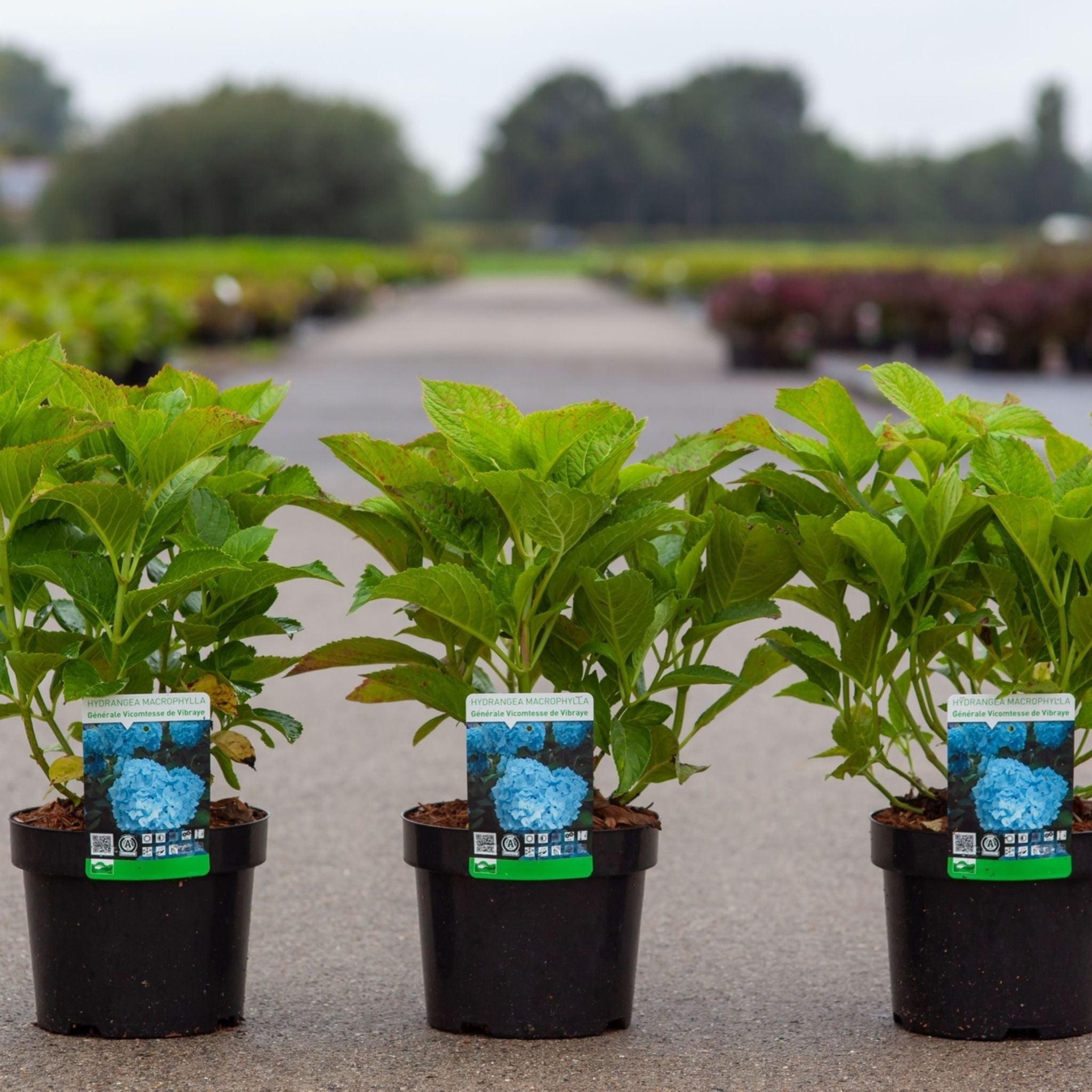 Three Hydrangea macrophylla ‘Générale Vicomtesse de Vibraye’ plants in nursery pots with green foliage and blue hydrangea plant labels.