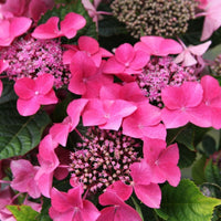 Close-up of Hydrangea macrophylla ‘Kardinal’ with bright pink lacecap flowers and dark green foliage.