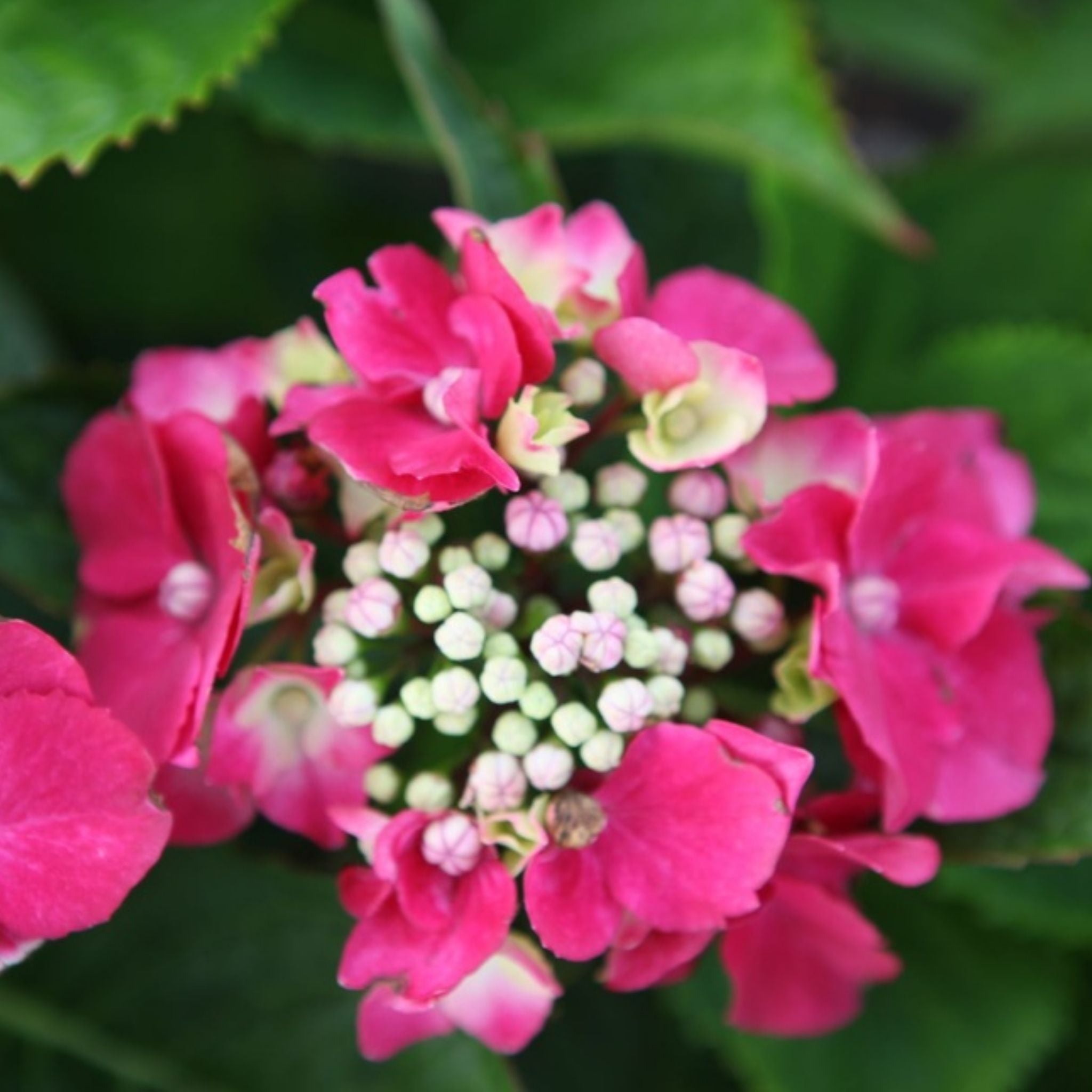 Close-up of Hydrangea ‘Kardinal’ lacecap flower with pink outer florets and developing central buds.