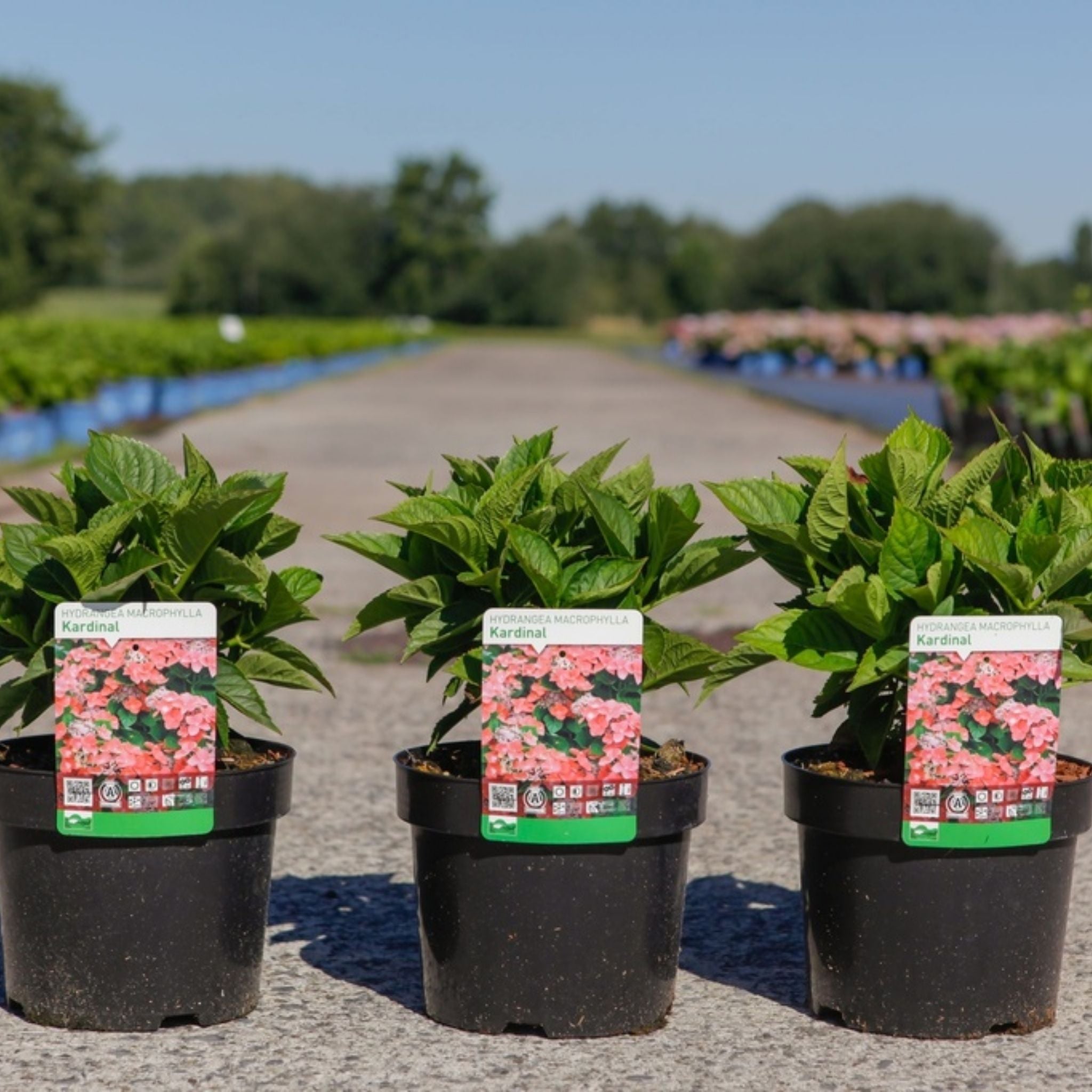 Three Hydrangea macrophylla ‘Kardinal’ plants in nursery pots with green foliage and plant labels.