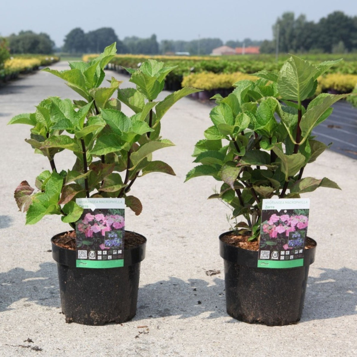 Hydrangea macrophylla 'Zorro'