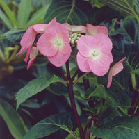 Hydrangea macrophylla 'Zorro'