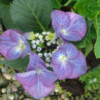 Hydrangea macrophylla 'Zorro'