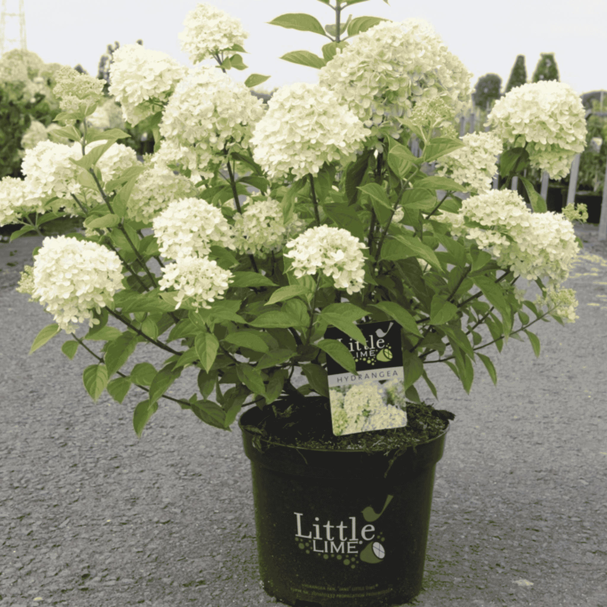 Hydrangea paniculata Proven Winners© LITTLE LIME (PBR) - Jane