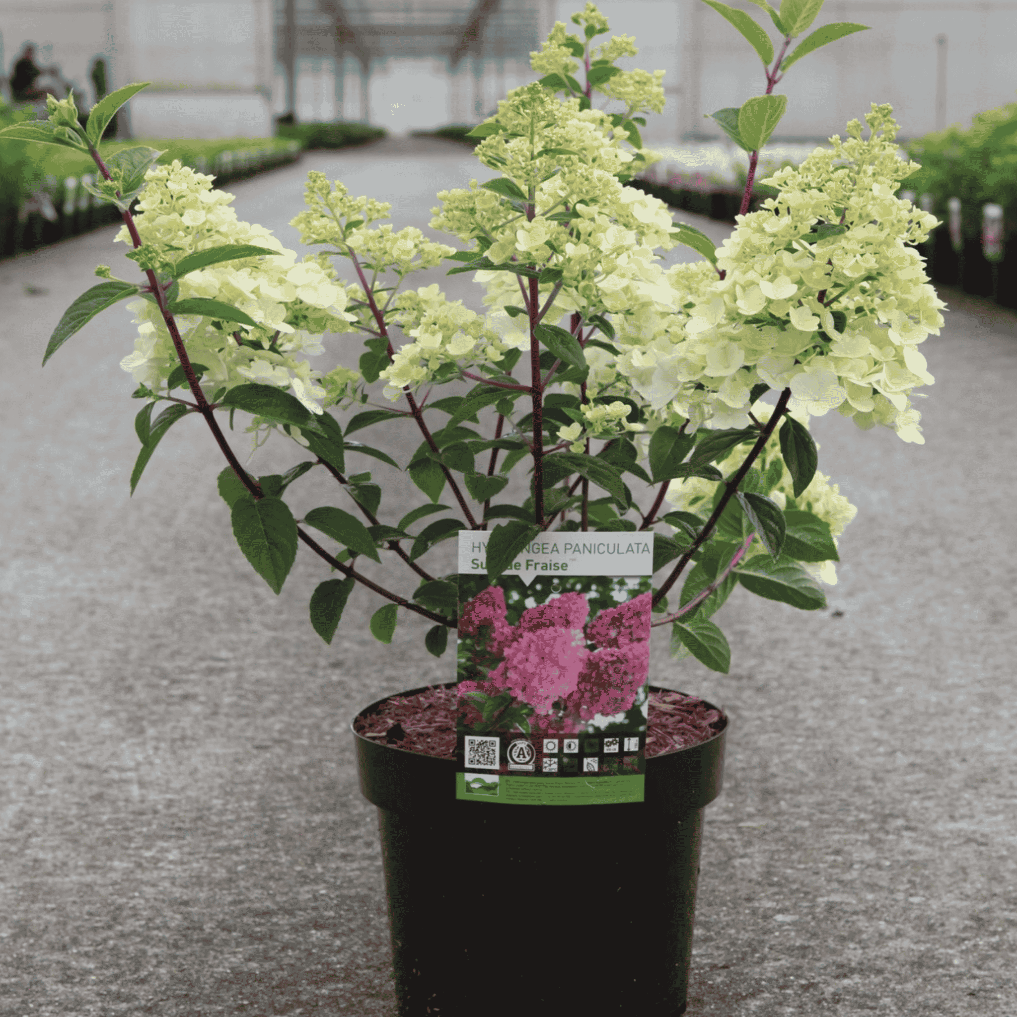 Hydrangea paniculata SUNDAE FRAISE in a 3 litre pot with creamy white summer flower panicles