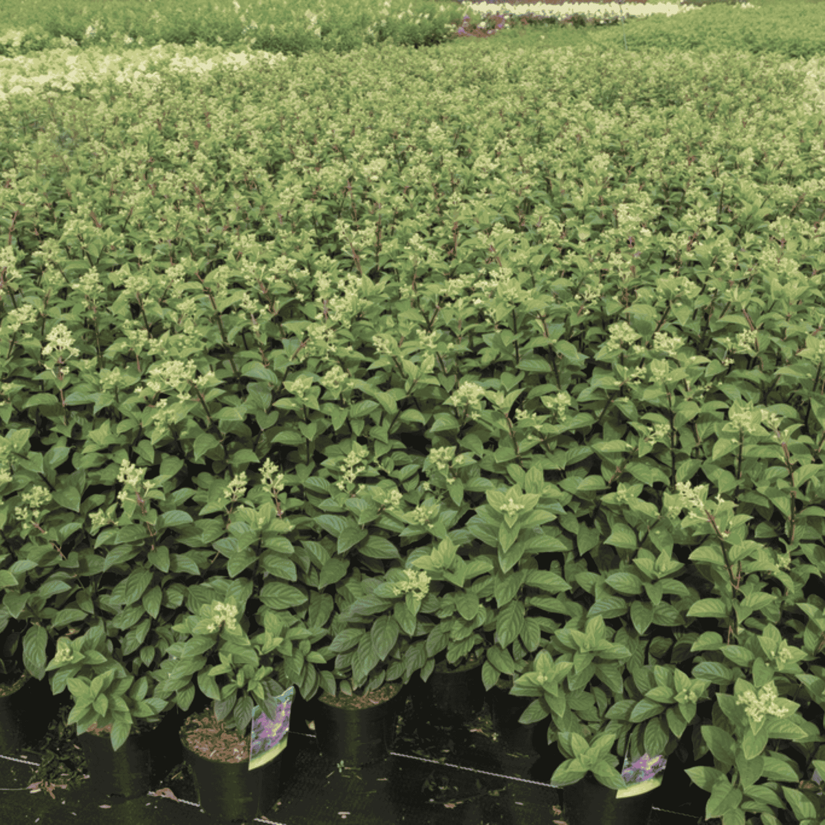 Buy Hydrangea Plants | Large Established Hydrangeas UK Delivery ...