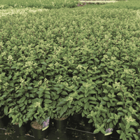 Rows of Hydrangea paniculata SUNDAE FRAISE plants growing in the field with healthy lush green foliage.