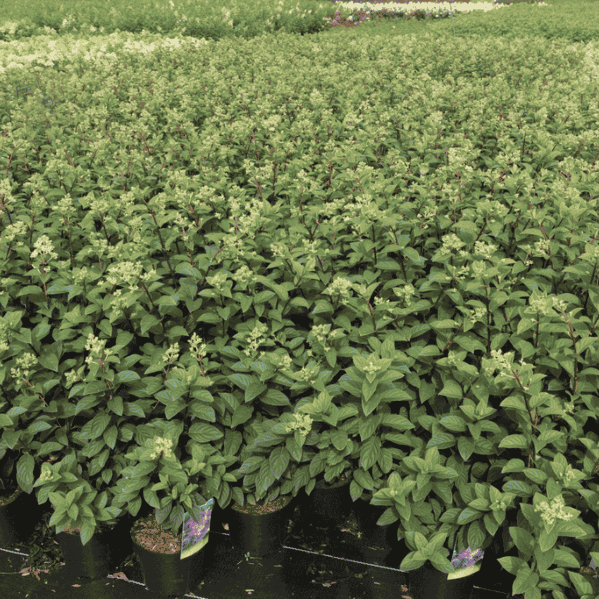 Rows of Hydrangea paniculata SUNDAE FRAISE plants growing in the field with healthy lush green foliage.