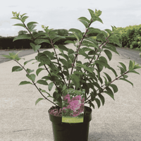 Hydrangea paniculata SUNDAE FRAISE 3 litre plant with healthy green foliage before flowering